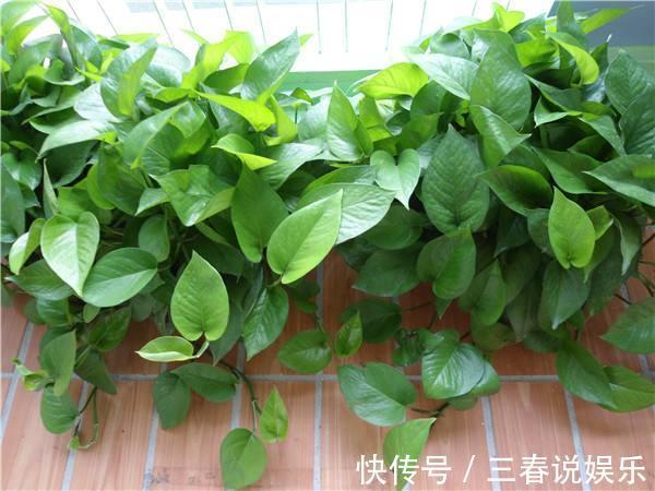 药片|天一热,绿萝就蔫了首先别放错位置,然后2种水换着浇,蹭蹭长