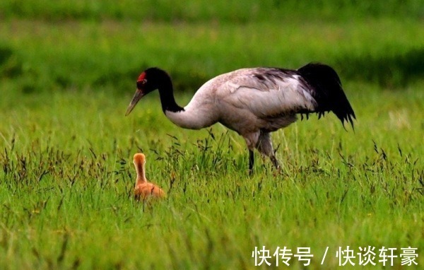 四川|四川若尔盖花湖：“高原精灵”们的繁育乐园