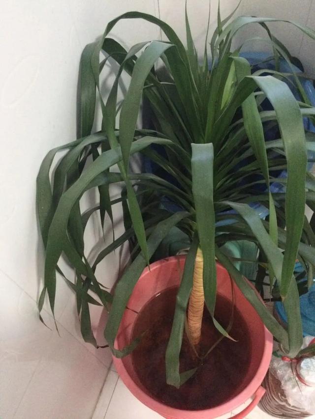 叶子|嫌花长的丑,趁现在砍头,满盆都是新叶子!