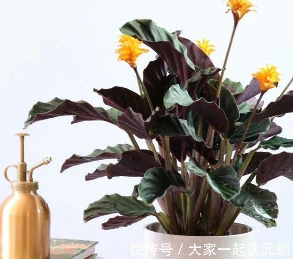 茉莉花|室内盆栽这3样花,空气香喷喷,还不用担心冷热气候造成伤亡