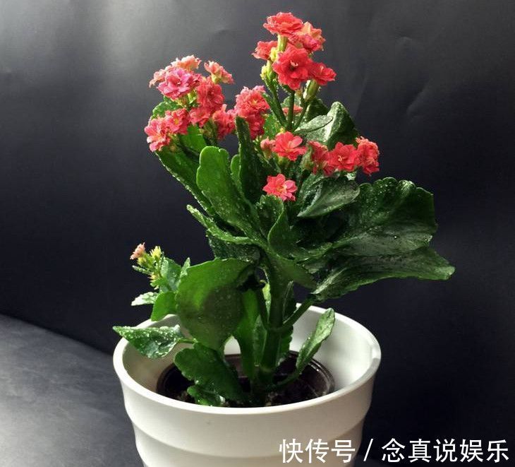 花色|丹麦盆栽花卉之冠圣诞伽蓝菜长寿花色丰富，理想的室内花卉