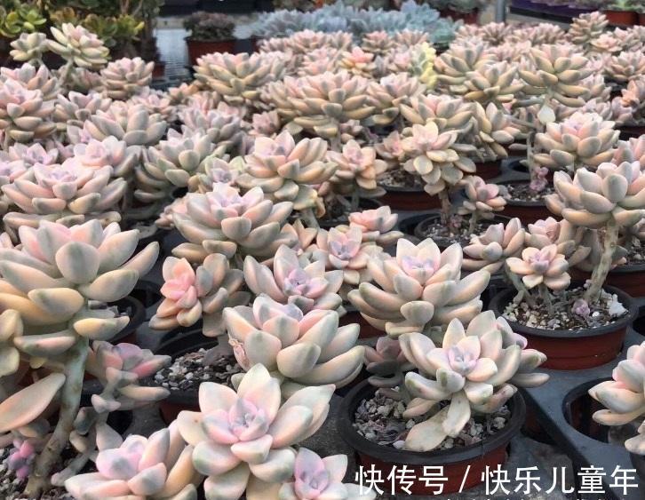 炭土|金黄色的美杏锦,1棵才要5块钱,买之前想好了,小心掉叶子