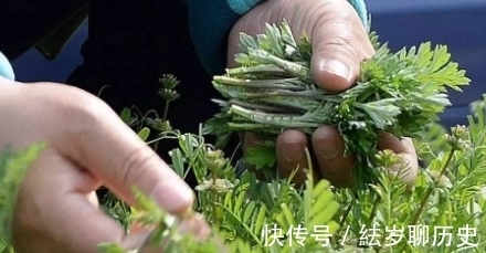 野菜|春天,这4种野菜记得吃,营养高口感好,错过了来年才能吃到