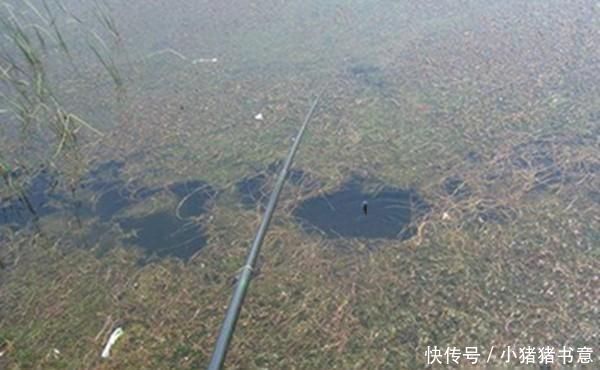 护仔|不会钓黑鱼试试民间的这种“野路子”,黑鱼没那么难钓