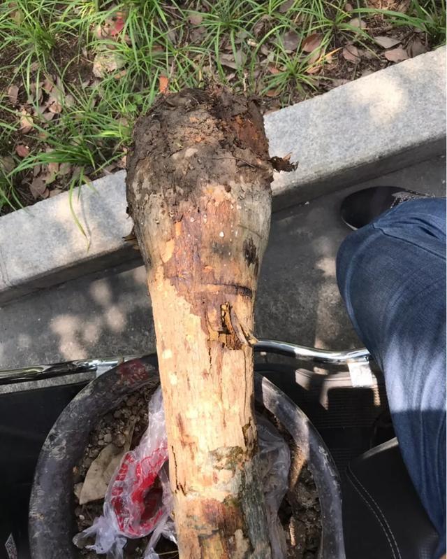 这花有个大肚子,里面全是水,1个月不浇照样活