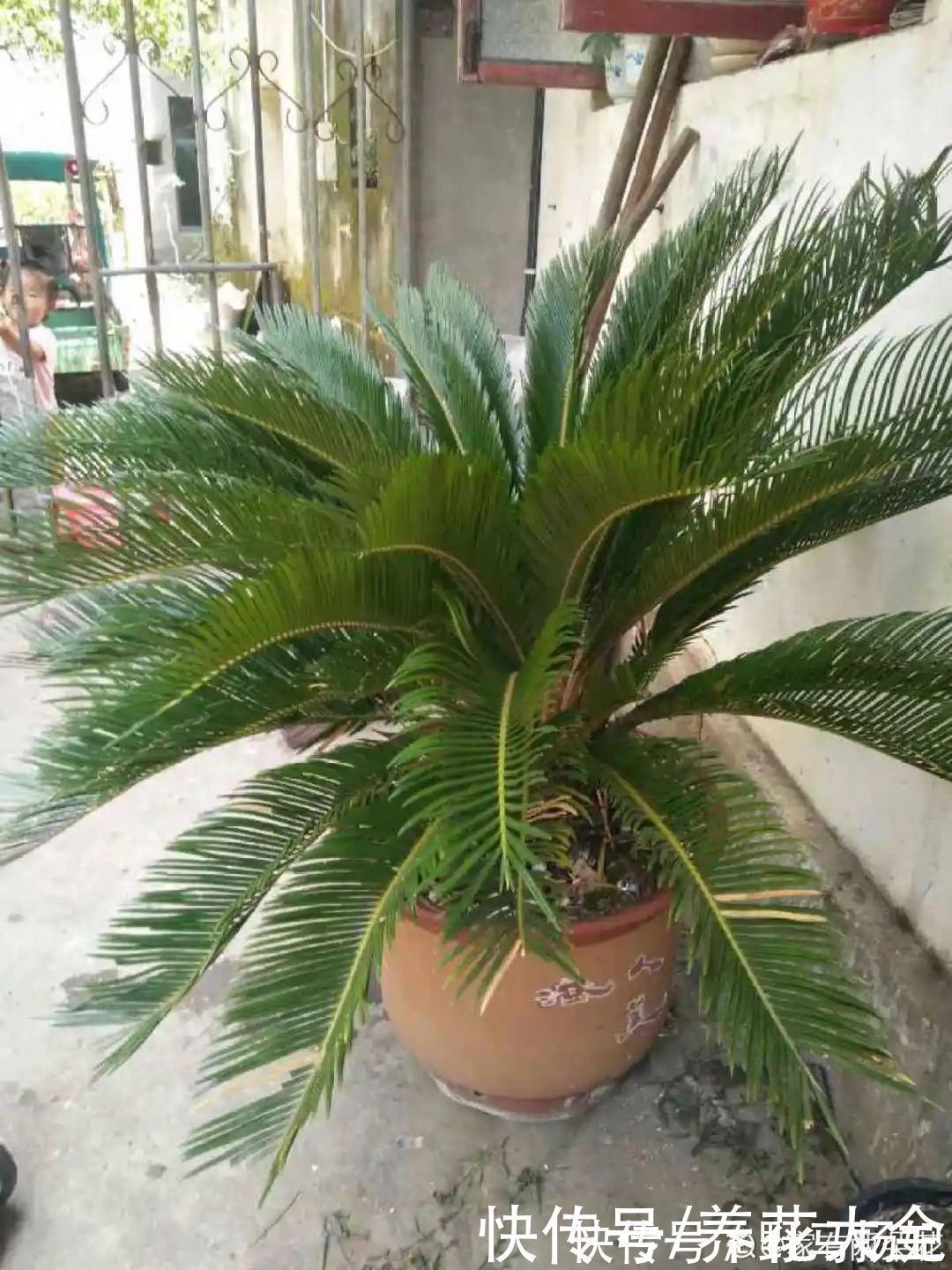 柴烧|农村当柴烧的花,原来可以当盆景,给一千块也不卖