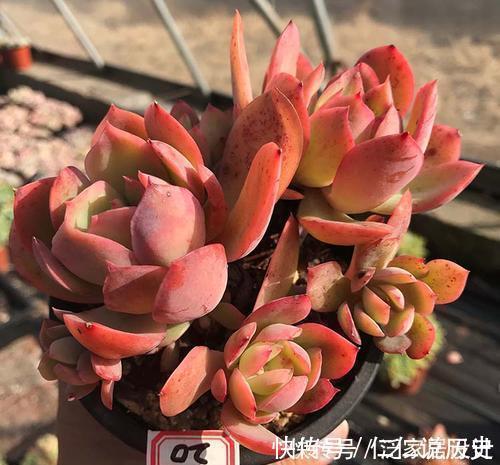 绮罗|这些多肉真霸气,长势旺小盆装不下,易度夏越养越值钱