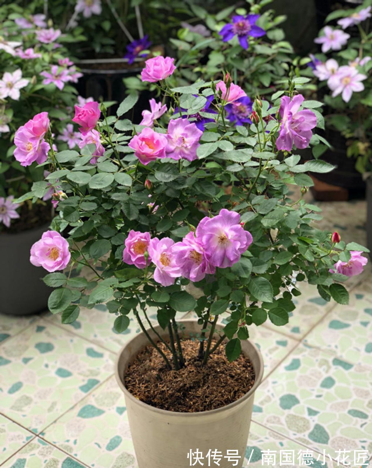 水溶性肥料|该怎么给月季施肥,需注意哪些地方?落实这4点事半功倍