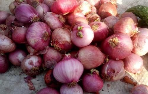 买洋葱时,选“紫色”还是“白色”好?很多人不知道,涨知识了