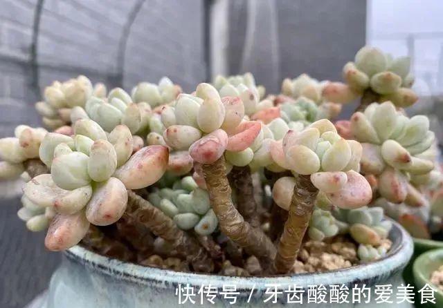 这些多肉肥厚艳丽,养成老桩更惊艳,关键是养护还很容易