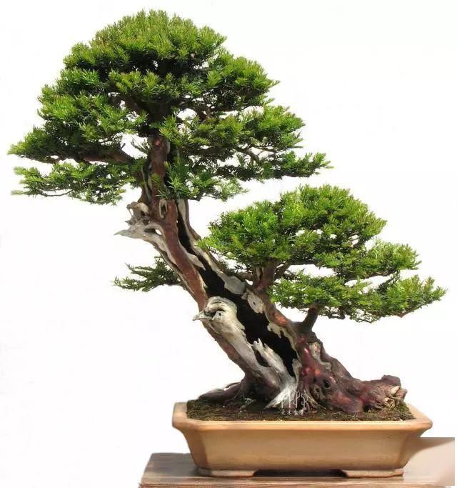 盆景|爱木盆景I普通紫杉盆景桩材大变身,舍利雕刻是重点,这才是高手