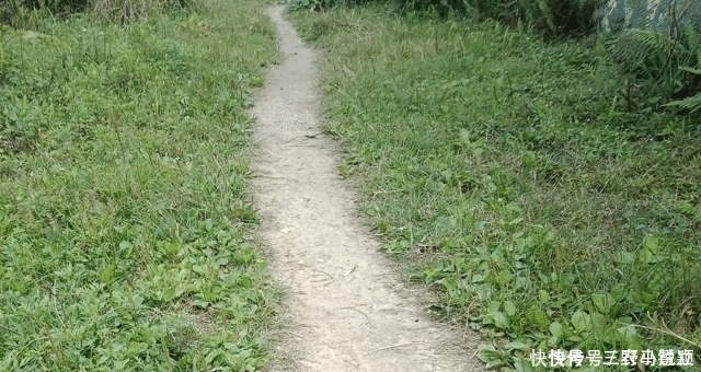 价值|人称“尿床草”,生于路旁,但价值很高,路过请尽量不要踩踏