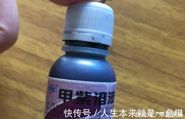 李大姐养君子兰,开春切一刀,养60天,冒出9个芽,要爆盆了