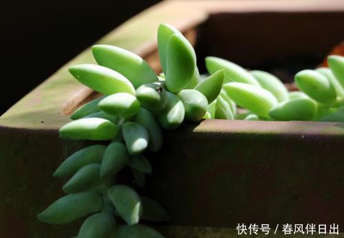 养这3种多肉赚大了，它们最喜欢爆盆，挂着养更是成串生长