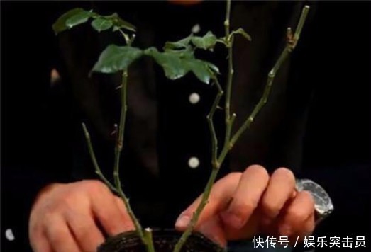 修剪方法|月季小苗冬剪别舍不得