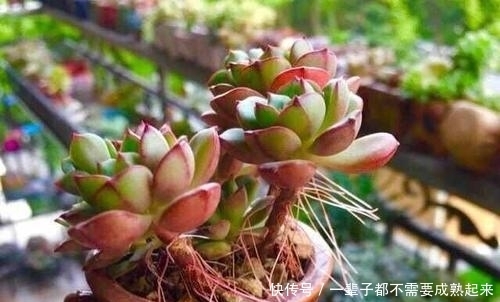 多肉蒂亚穿裙子长得丑?做好这件事,由绿变红,养成小老桩!
