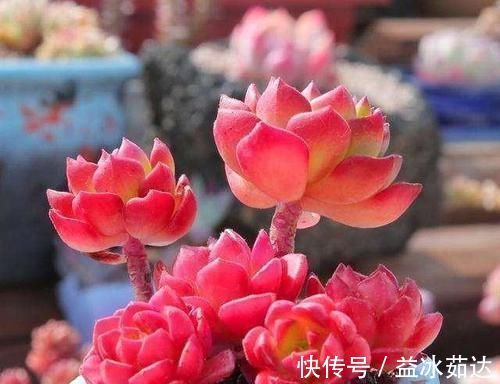 浇水|多肉养成干肉？做好3要素，立马美回来，胖嘟嘟，状态美