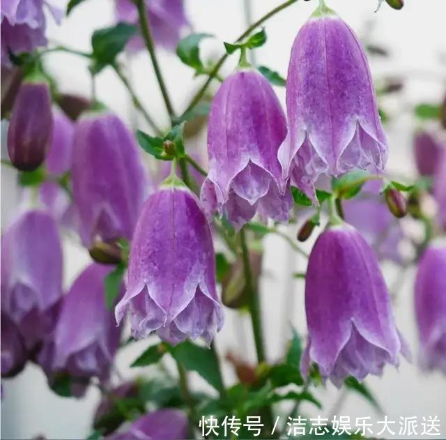 战斗机|植植物界的战斗机,耐寒耐贫瘠,花朵如风铃,皮实好养的小仙女!