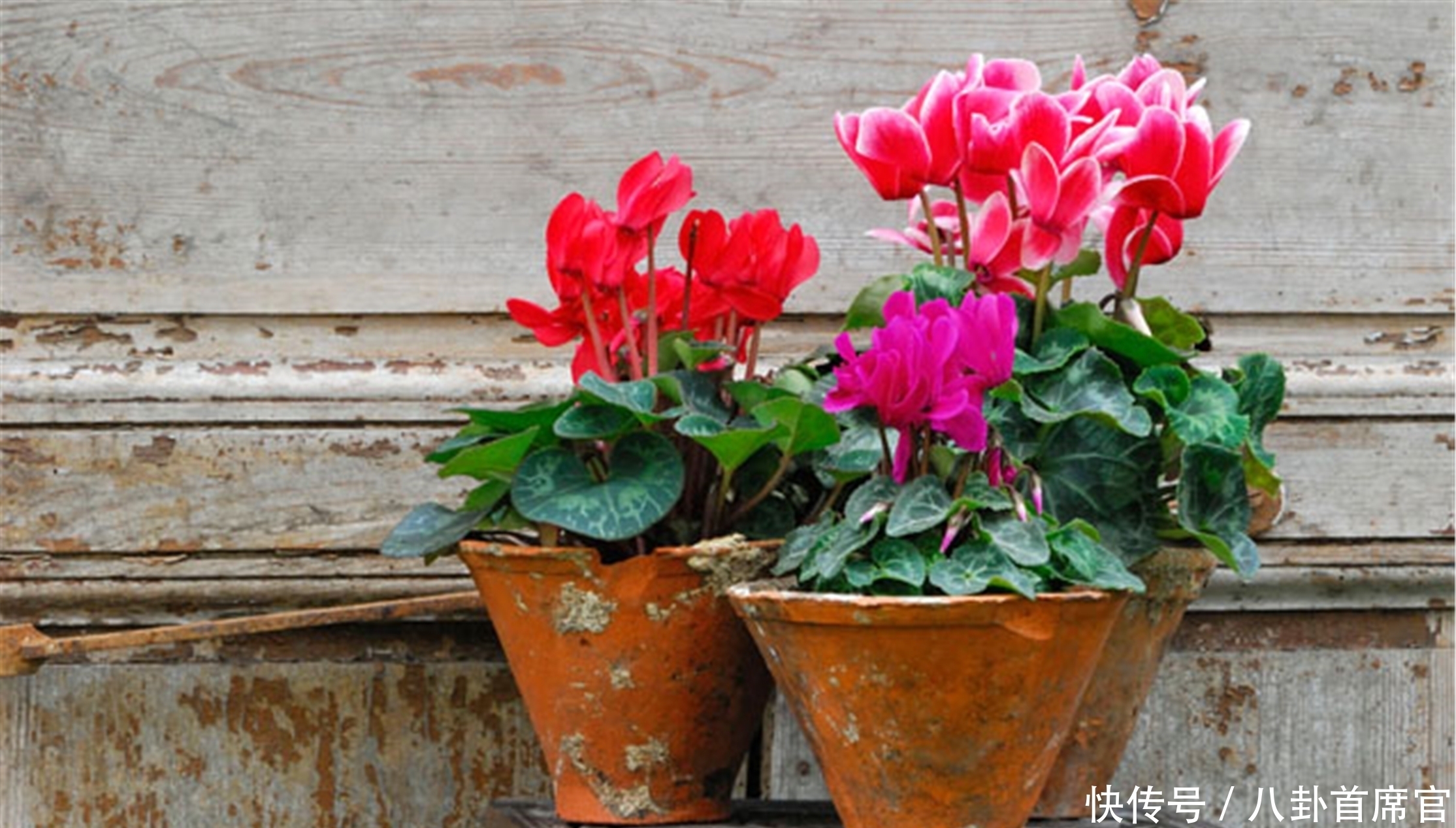 种花|5种花夏天要养在北阳台,否则成为“夏必死”,黄叶又落叶