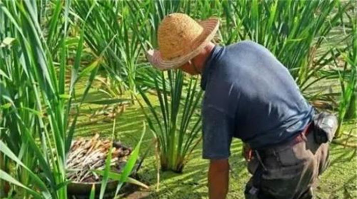 强身健体|天热就猛长,如今有人大量种植,一斤10元,5月正鲜嫩