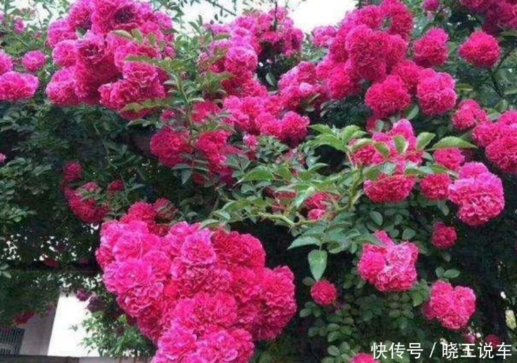 “4种花”漂亮又好养,一次开花100朵,天上人间,美到极致!