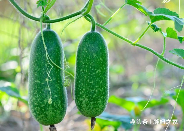 代茶饮|冬瓜皮、冬瓜瓤、冬瓜叶,冬瓜藤的有什么用,赶紧点开看看吧!