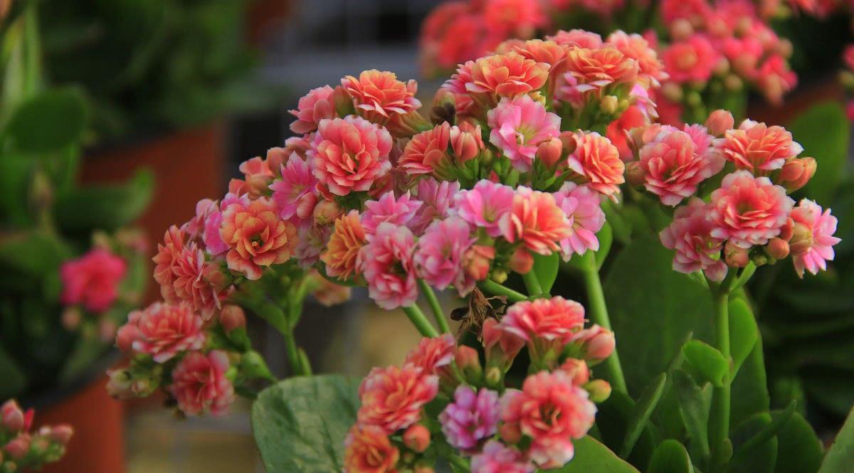 室内养护盆栽花卉，做好“5方法”，“2技巧”，花卉叶绿花艳