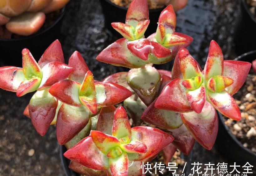 多肉自由女神——秋天入手冬天就美了,上色之后实物比照片还好看