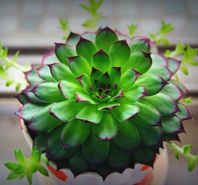 叶子|冬季养观音莲,哪些细节不能忽视?粗心大意令叶子发黑