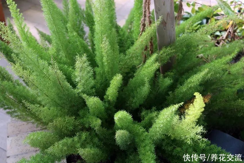 排水性|适合养树荫下的5种观赏植物，有观叶和开花两类植物可供选择