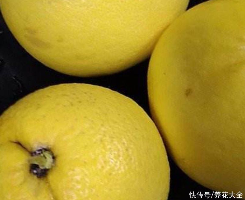 吃完的柚子皮不要扔 学会这3点发酵步骤 施肥不用买 粉紫色 吃完的柚子皮不要扔 学会这3点发酵步骤 施肥不用买 粉紫色