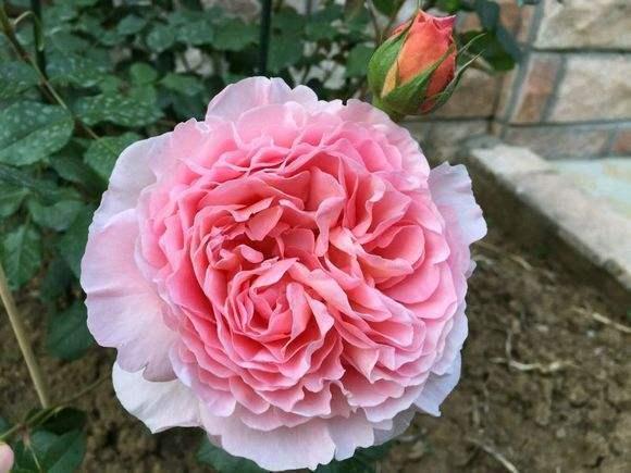 养月季,有2个“小技巧”,笋芽壮、花苞多,花儿开得碗口大