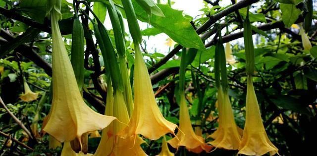 家里养花别随便,“2种花”最好别养,对身体不好