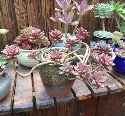 容易养成悬崖桩的3种多肉,好养护叶色靓,大气高贵有档次!