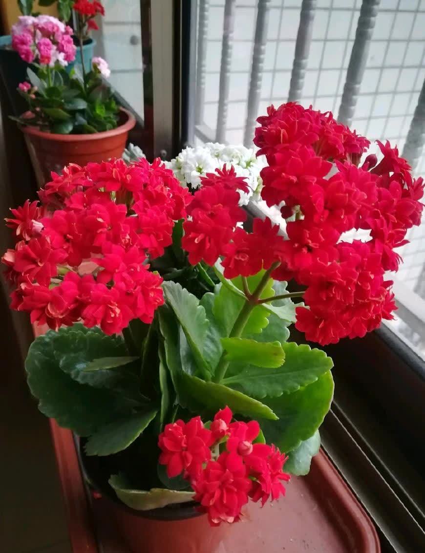 好养的长寿花,开花需要满足哪些条件,想知道吗?