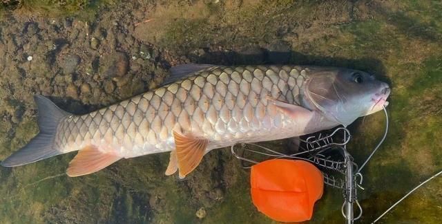 切线|20年经验之谈,钓大鱼这几点很关键,不要等到切线爆竿才后悔!