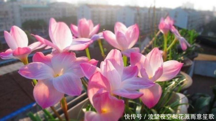 太阳花|4种花养家里,沾土就活,开花多、花期长,懒人新手都能养好!