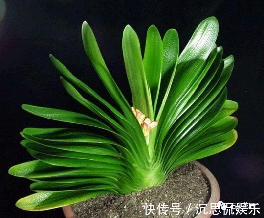 花卉盆栽“喝点酒”，不黄叶、不烂根，越长越旺，叶子绿、开花多