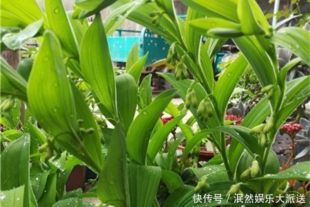 此花四季常绿苍翠欲滴,含有丰富的药用价值,代表着高雅和纯洁