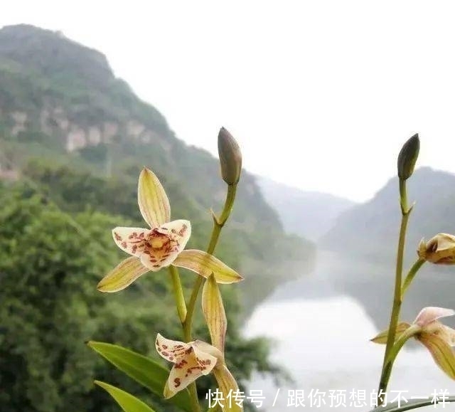 兰花有“三喜三怕”,顺着它养护,顺利春化,独苗绽放层叠群兰