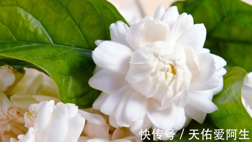 茉莉花|茉莉花大量掉叶子,还能活吗,找准原因才能对症下药