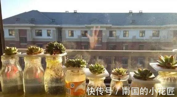 植物|多肉植物养不活，扔水池里3天，自己生根长叶，原来还能这么养