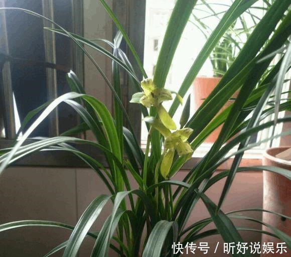 老头|单苗老头兰花从发芽到开花要5年,这么做可以缩短一半时间