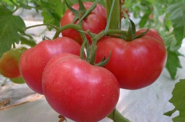 美白|聪明的女性，会把4种食物当“零食”，减肥瘦身，美白抗衰