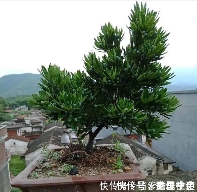 罗汉杉|种“罗汉松”用枝条,掰一根插土里,不久之后便可成为老树桩!