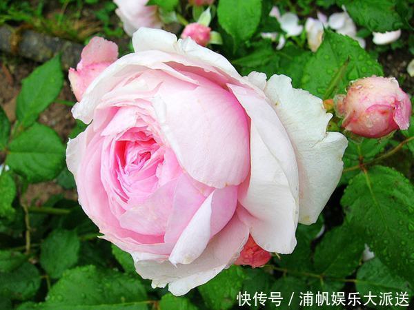 此花是花丛中妖娆起舞的仙女，绚丽缤纷唯美优雅，让人深深着迷！