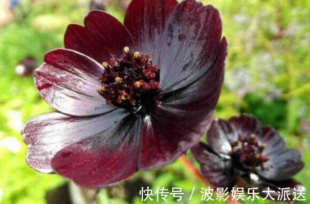 喜欢养菊,就试试“精品菊花”秋英,花开巧克力香味,华贵典雅!