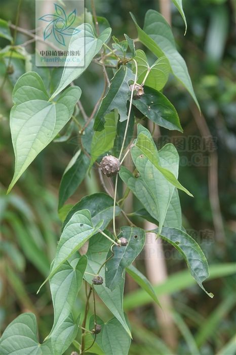 黄药子,见过吗解毒消肿,化痰散结用于甲状腺肿大,癌肿