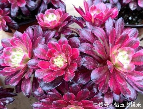 老桩|3种多肉植物,号称“爆崽小能手”,上色美长满盆,养成群生老桩
