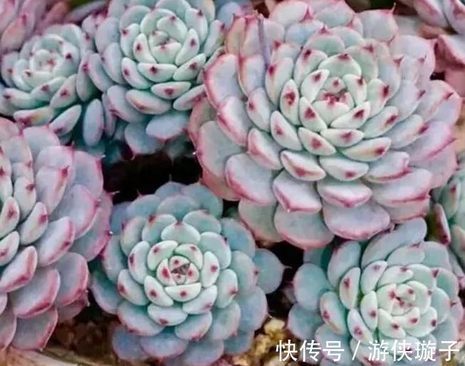 3种多肉让人爱不释手,秋冬晒一晒太阳,出状态美丽动人